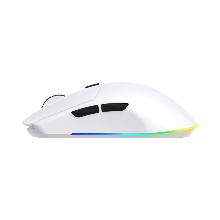 WHITE-SHARK-6378