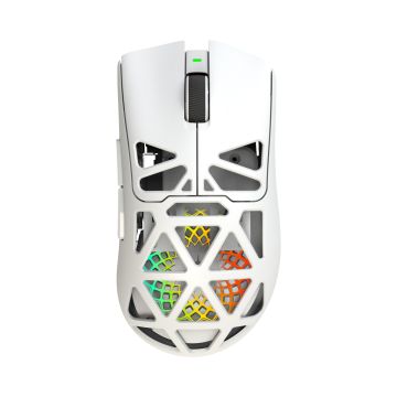 WHITE-SHARK-6376