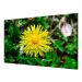 HikVision DS-D2055LE-G ekran 55"